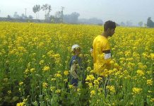 A beautiful view of mustard field