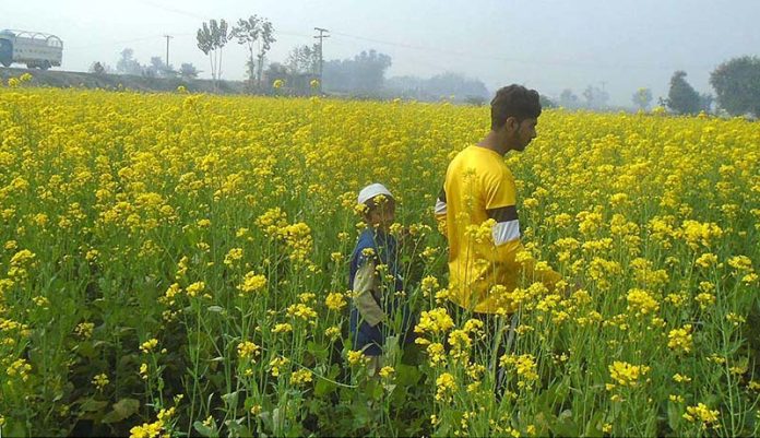 A beautiful view of mustard field