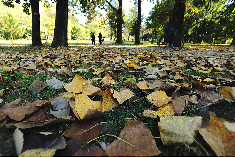 A view of fallen leaves on ground in a local park of the Federal Capital to mark Autumn Season