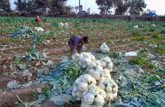 Farmers busy in collecting and packing cauliflower in their field