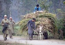 Farmers on the way with donkey cart loaded with sugarcane at Charsadda Road