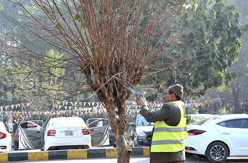 A CDA staffer cuts the tree branches at Aabpara