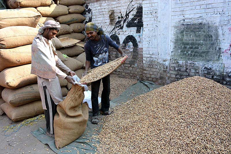 Laborers cleaning and packing peanuts in a sack at Grain Market