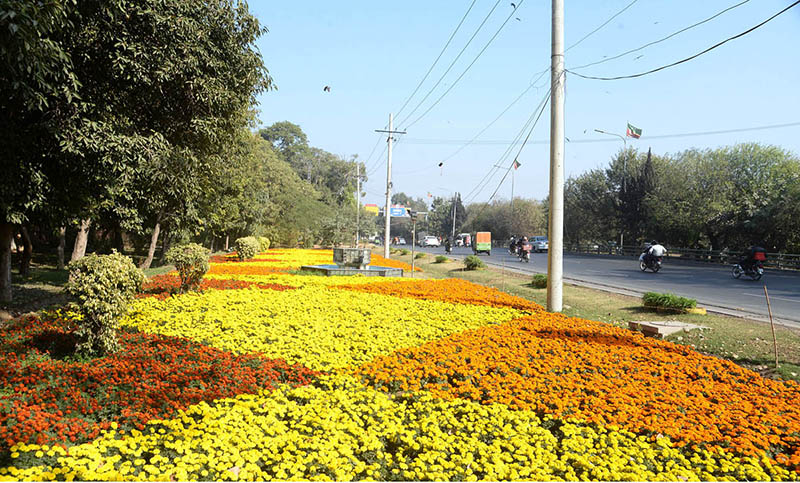 A mesmerizing view of flowers on the green belt of the cana