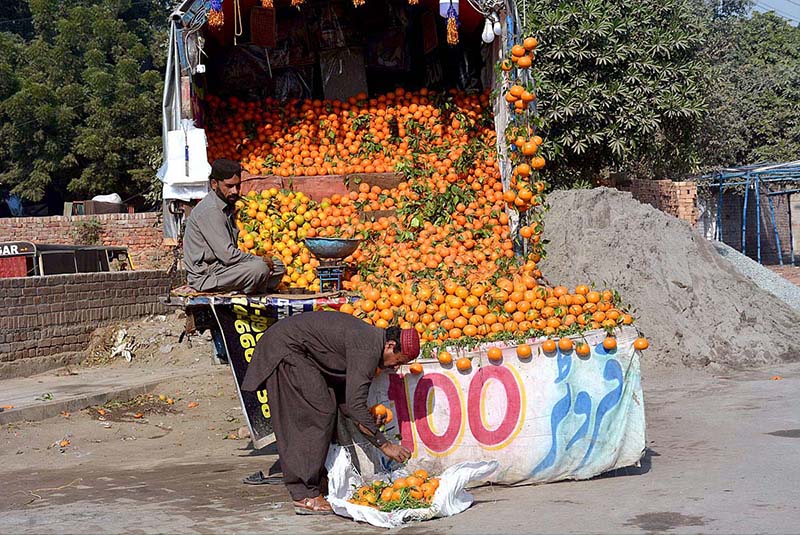 Vendor displaying and arranging oranges to attract customers at his roadside setup