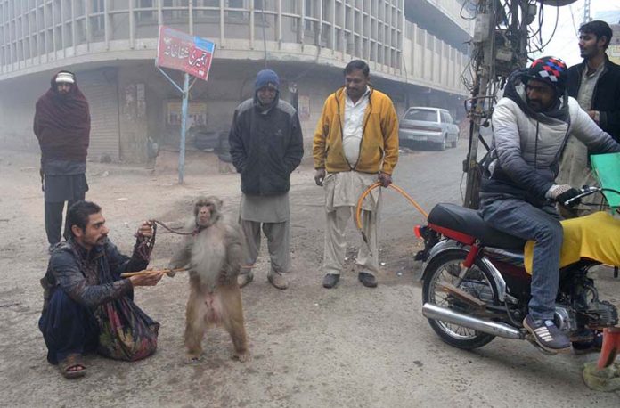 Street Performer with his Monkey entertains People on a Roadside.