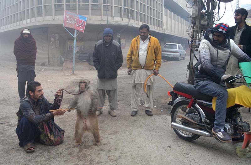 Street Performer with his Monkey entertains People on a Roadside.