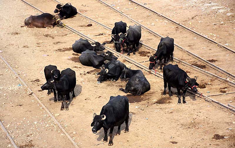 A herd of buffalos tided with damaged closed railway tracks near Railway Station