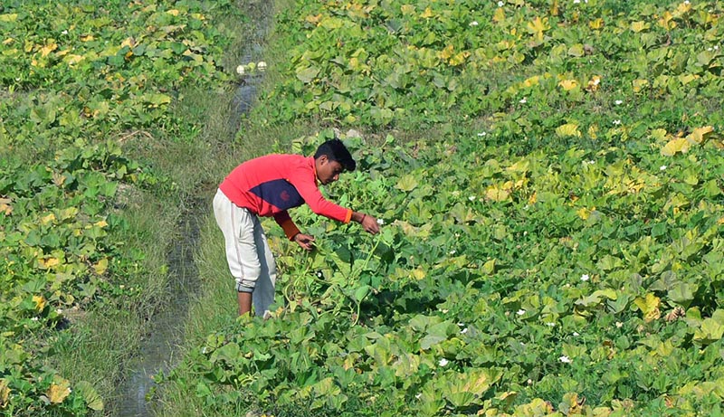 A farmer busy in work at his field