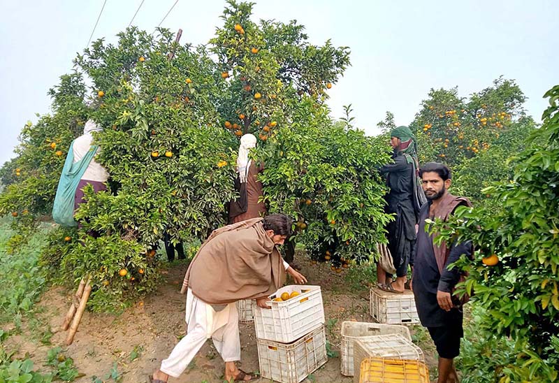 Labourers busy in plucking oranges from trees at Selawali Road
