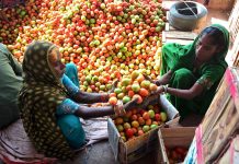 Labourers women packing tomatoes in wooden boxes at Subzi Mandi