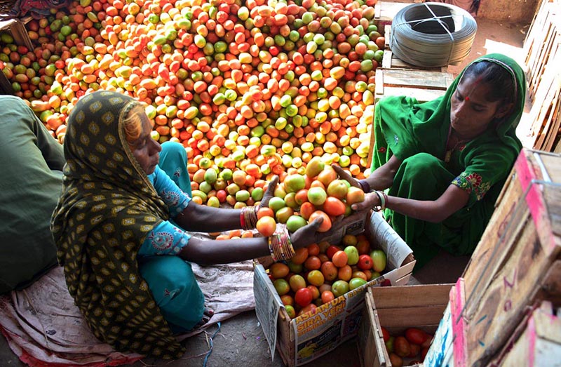 Labourers women packing tomatoes in wooden boxes at Subzi Mandi