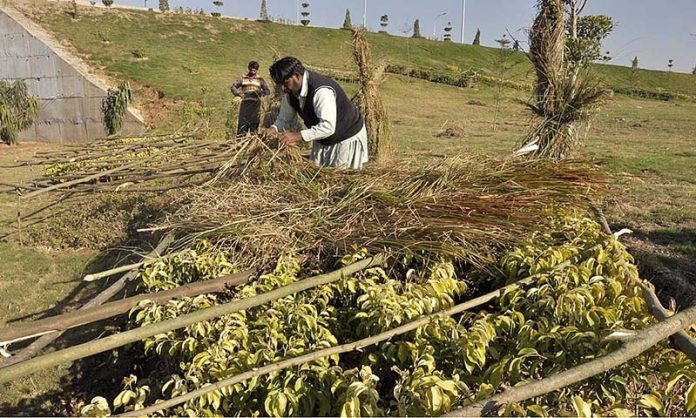 CDA workers covering baby plants with dry grass to protect from dew drops during cold weather in the Federal Capital.