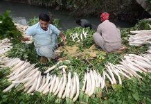 Farmers cleaning carrots before transporting to the Vegetable Market at Amanabad Area