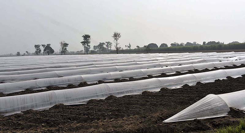 A view of plants cover with plastic sheets to protect from chilled weather