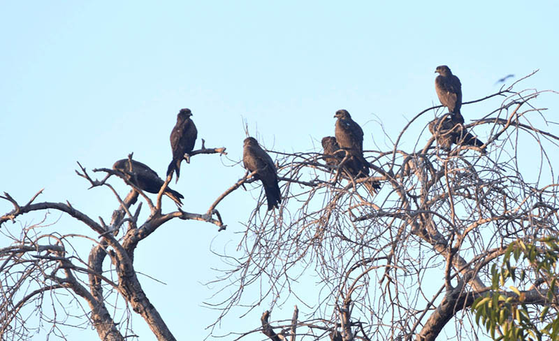 A view of kites sitting on the dry branch of tree.