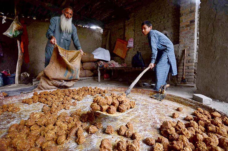 A youngster is filling sacks with traditional sweet item "Gur" after preparation at Charsadda area