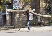 A man carrying a huge dry wood on his back for domestic use in the Federal Capital Territory