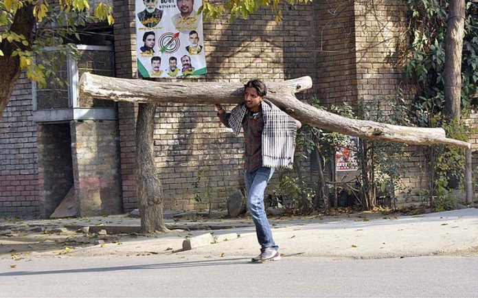 A man carrying a huge dry wood on his back for domestic use in the Federal Capital Territory