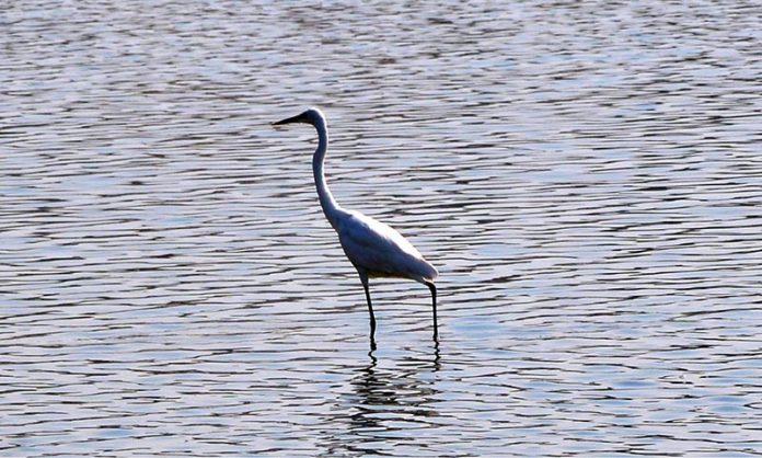 A view of bird sitting on the water pond at Qasimabad.