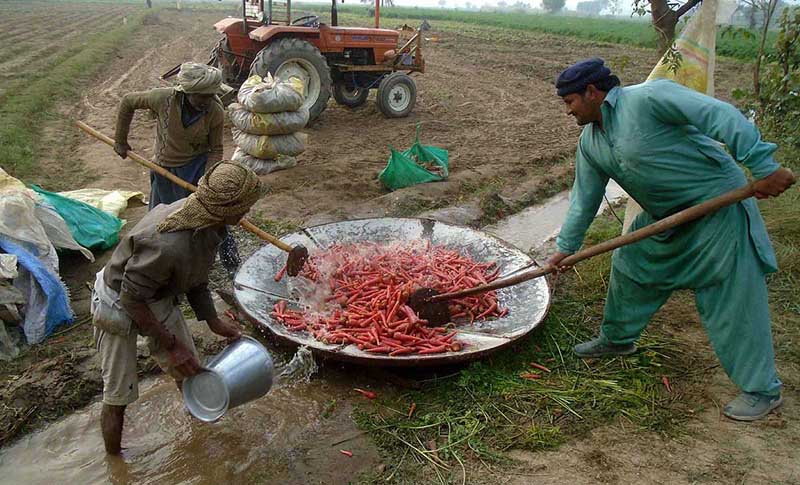 Farmers Washing Carrots before deliver in the Vegatable Marke