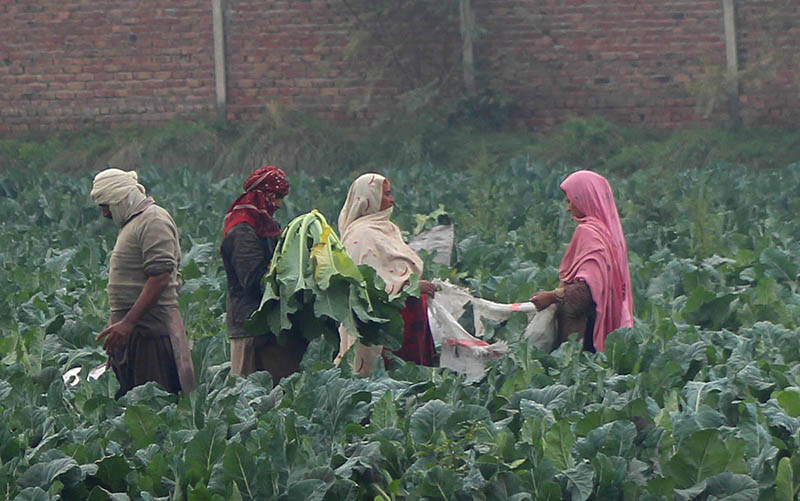 Farmer family collecting vegetable Cauliflower at their farm field.