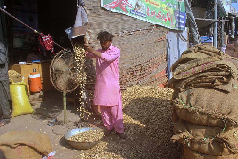 A labourer is cleaning peanuts at grain market.