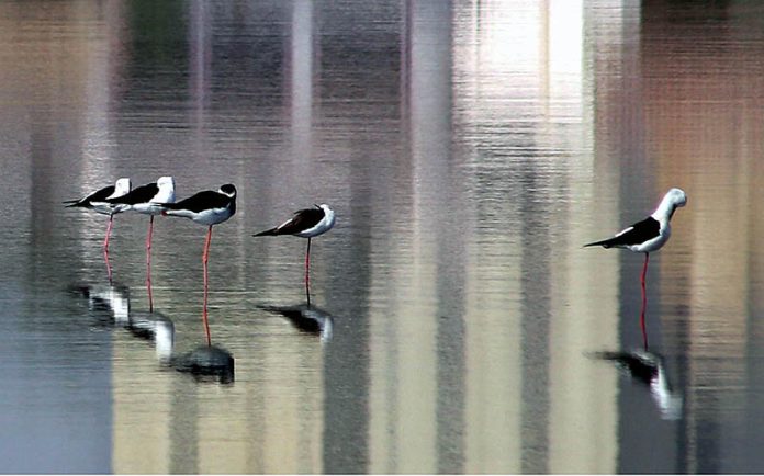 Birds resting at the pond near Jamshoro Road