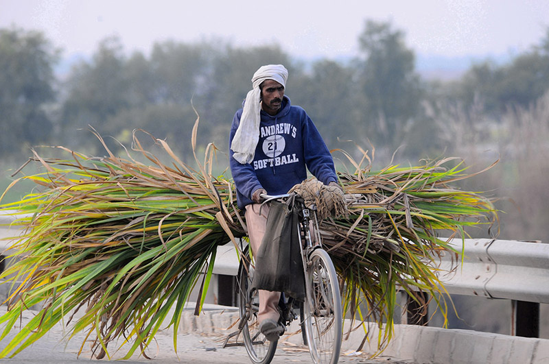 A cyclist on his way while carrying green fodder.
