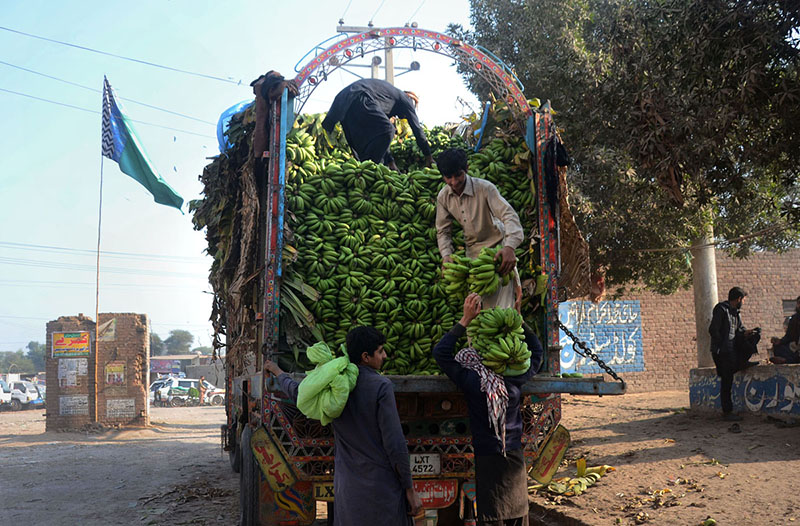 Labourers unloading bananas from a delivery truck at Fruit market.