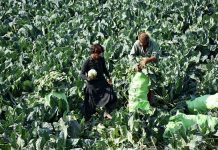 Farmers collecting vegetable at a farm field near Bakrani Village.