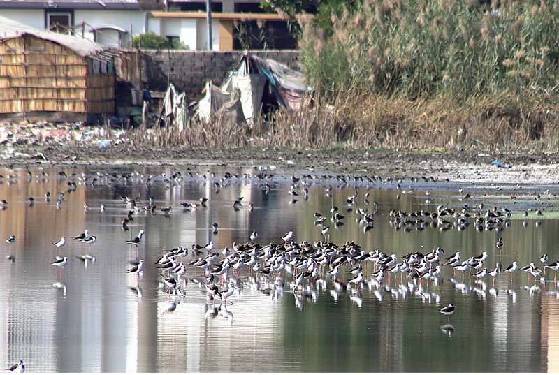 A view of large numbers of birds sitting on a water pond at Jamshoro Road