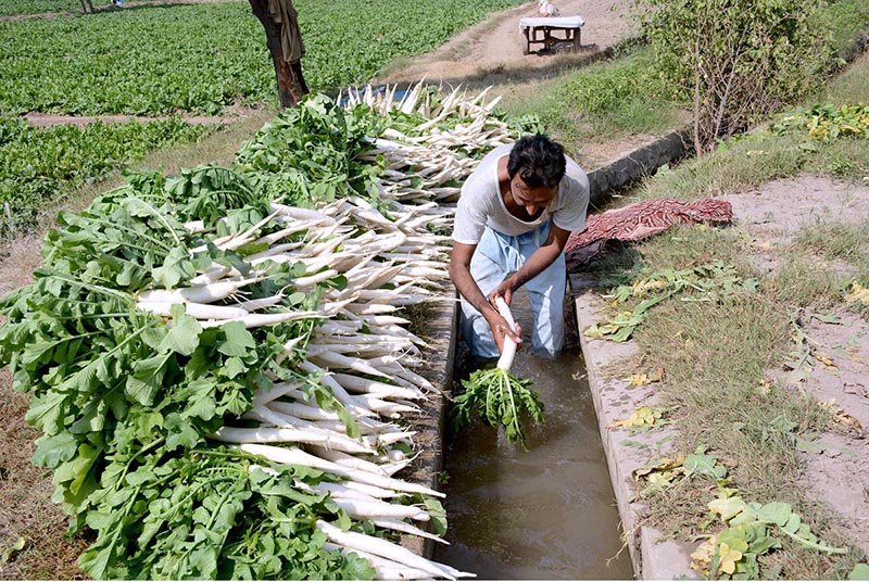 A farmer washing radish before transporting to vegetable market.