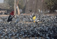 A lady throwing food for pigeons.