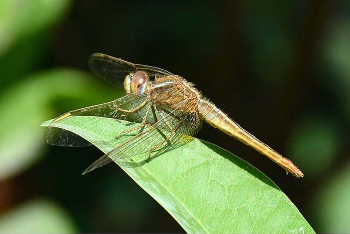 A dragonfly sitting on a plant at Local Park