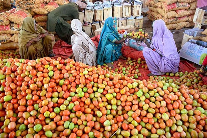 Labourer women busy in packing the tomatoes in wooden boxes at Vegetable Market