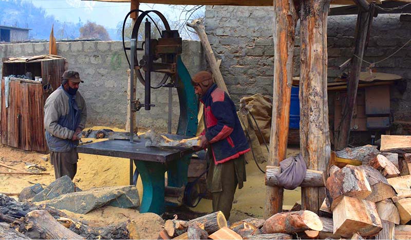 A carpenter busy in cutting wood through machine for fire purpose