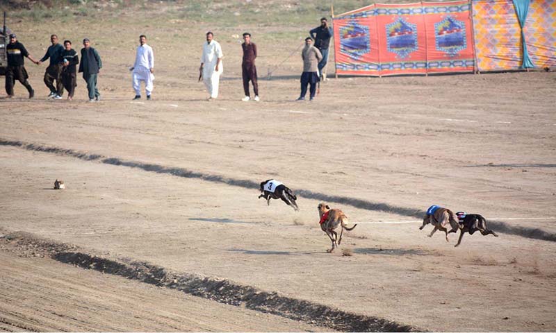 55th National Greyhounds Derby Race organize by Gill Kennel & Directorate of farms at Equestrian Sports Stadium University of Agriculture (UAF)