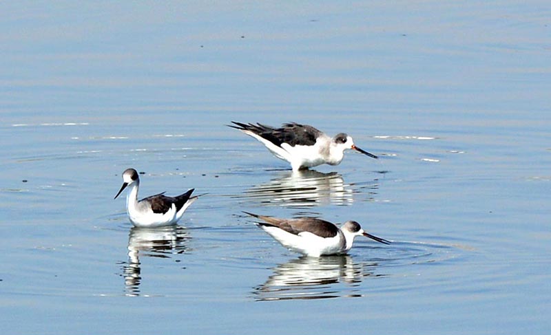 A view of birds catching fish in the water pond at Qasimabad