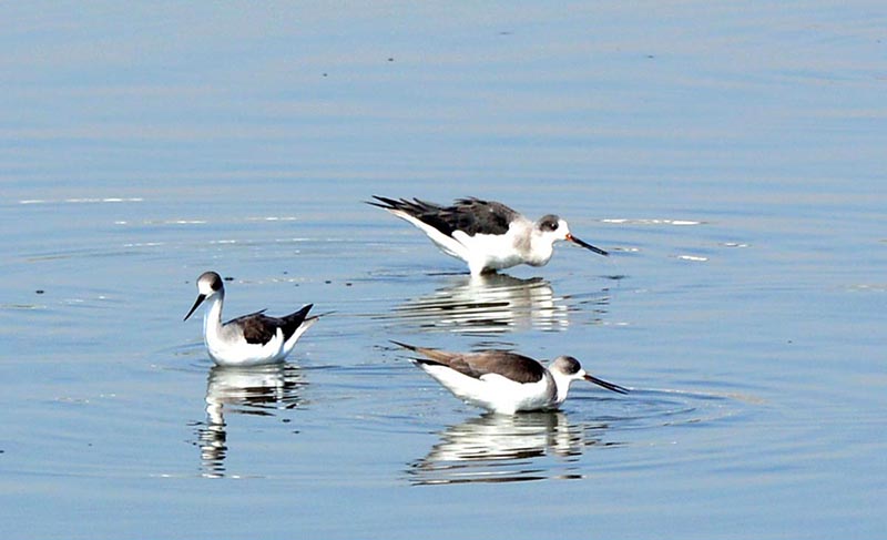 A view of birds catching fish in the water pond at Qasimabad