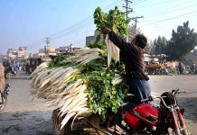 Farmer displaying radish to attract the customer at Vegetable Market.