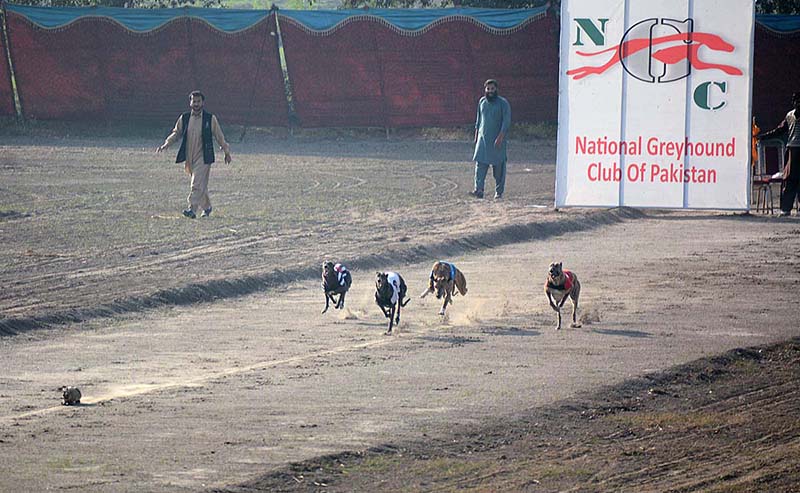 55th National Greyhounds Derby Race organize by Gill Kennel & Directorate of farms at Equestrian Sports Stadium University of Agriculture (UAF)