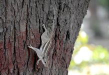 A view of squirrel on a tree at local Park