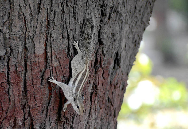 A view of squirrel on a tree at local Park