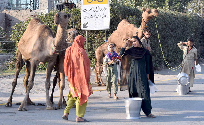 Gypsy family selling camel milk at Feroze pur road.