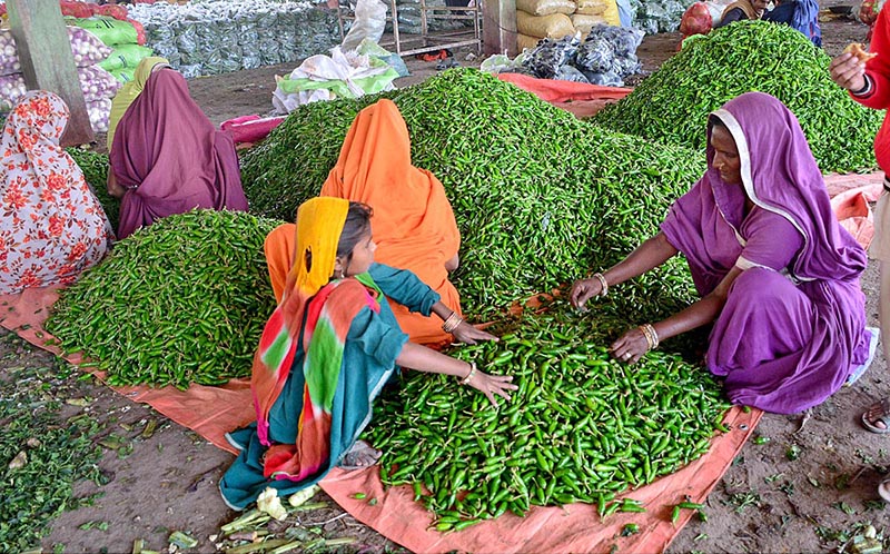 Women busy in sorting good quality green chillis at Sabzi Mandi