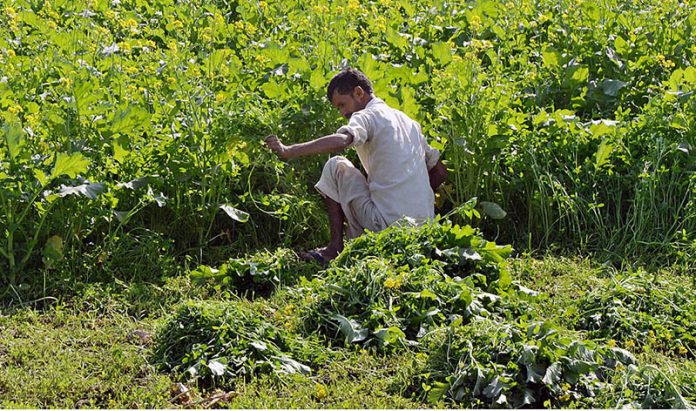 A farmer busy in harvesting