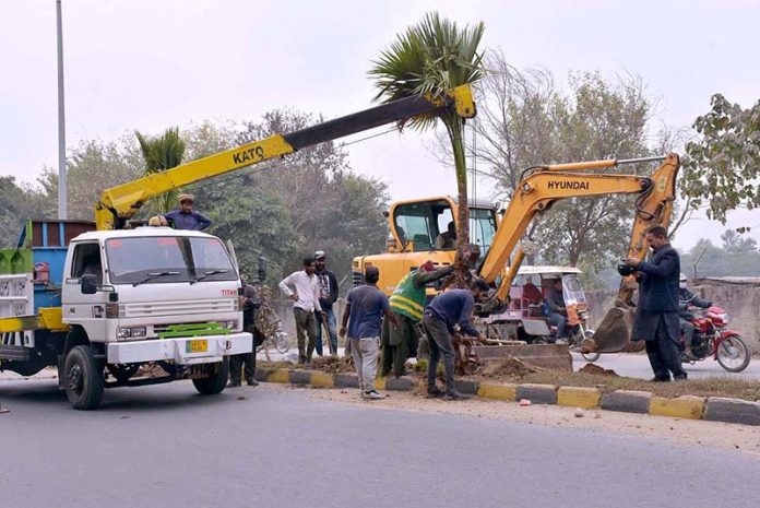 TMA staff is planting palm trees to beautify the city on Khawaja Safdar Road.