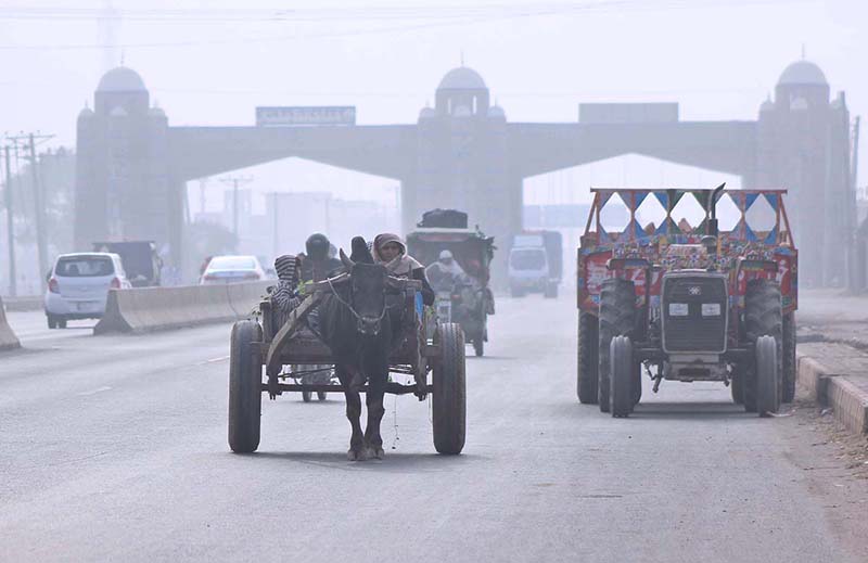 A woman drives a bull cart traveling along with her children during foggy weather on old Shujabad Road.