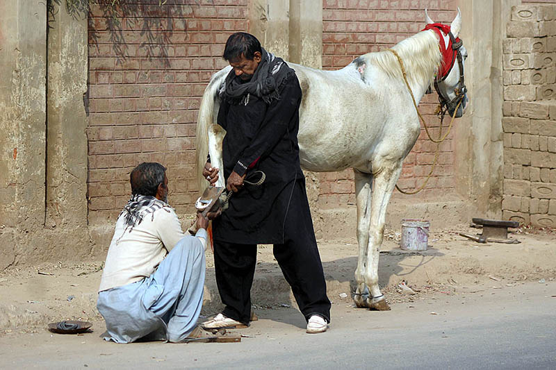A blacksmith fixing iron nail shoes to a horse at his workplace.